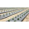 DV-MULCHFOLIE ZWART 1.30MX2000M 25Mu
